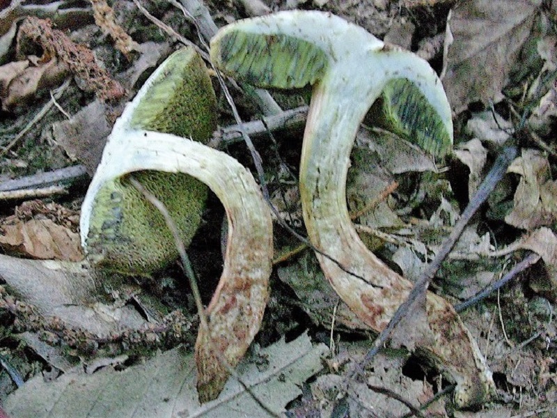 407 Agosto vecchio ritrovamento